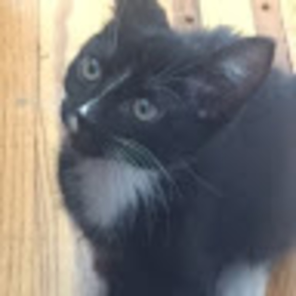 Meet your Posher, Clementine